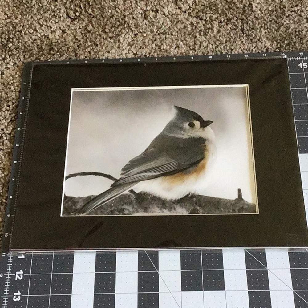 Bird Picture - Picture 3 of 3